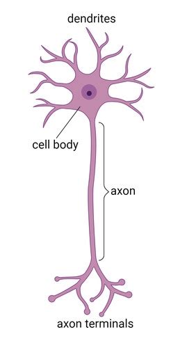 B B Chapter Cells And Anatomy Of The Nervous System Flashcards Quizlet