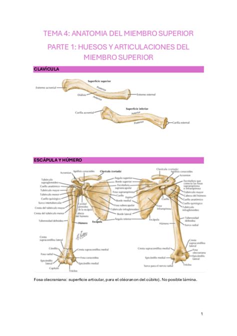 Tema Anatomia Pdf