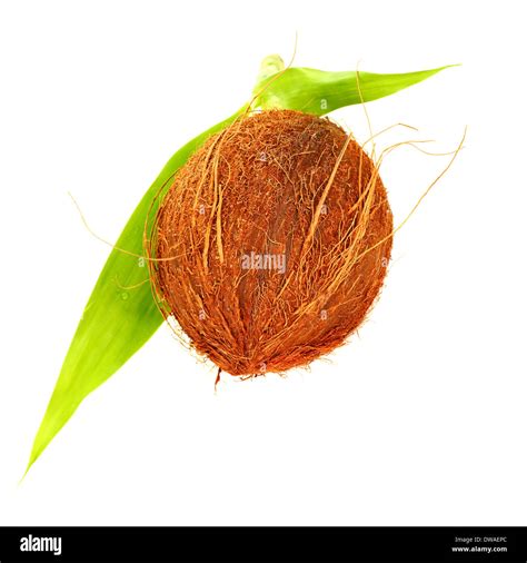 Coconut Isolated On White Background Brown Hairy Hard Tropical Fruit