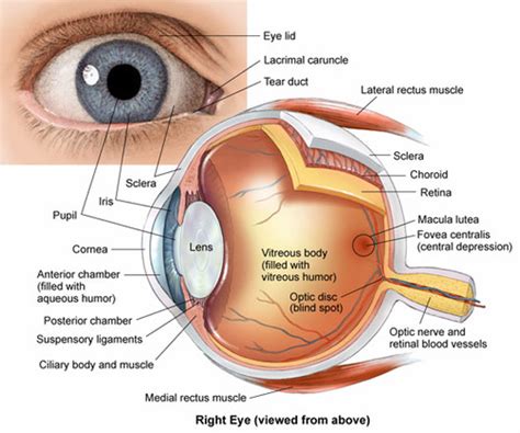 Eye Exam Flashcards Quizlet