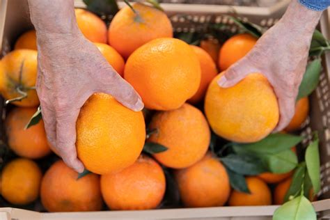 O Brasil e sua liderança na produção de suco de laranja FoodBiz