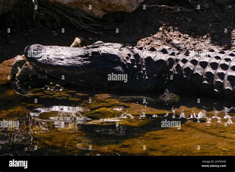 American Alligator Alligator Mississippiensis During Florida State