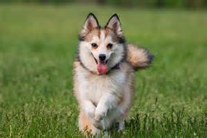 popular dog    state