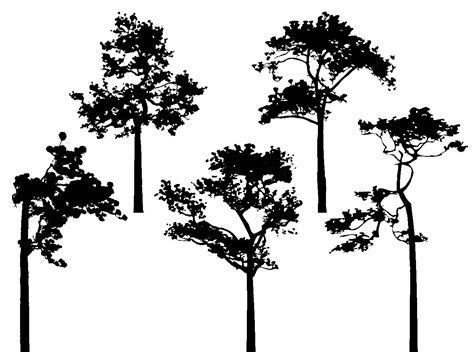 Five Pine Tree Silhouettes Pine Tree Silhouette Silhouette Vector