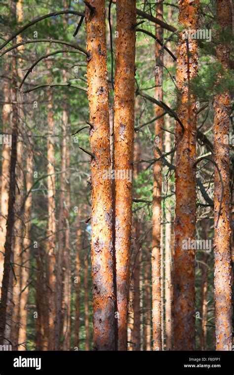 Background Of Closeup Of Pine Tree Forest Stock Photo Alamy