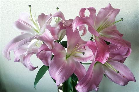 Stunning Pink Hibiscus Flowers In Glass Vase