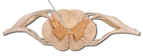 Spinal Cord Model Anat Flashcards Quizlet