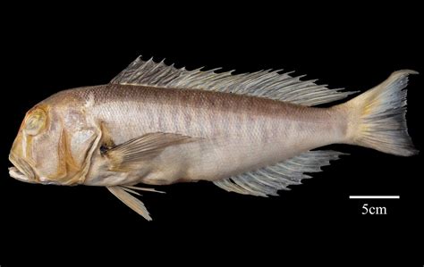 New Fish Species Branchiostegus Sanae Found In South China Sea