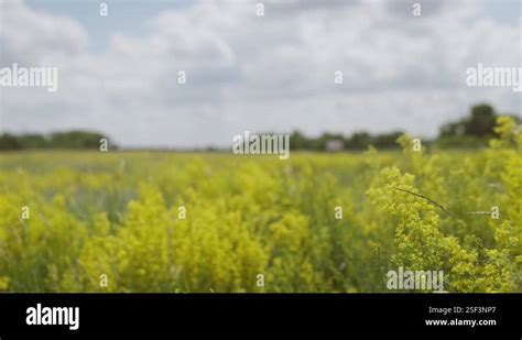 Yellow Flowers In The Meadow Sway In The Wind Against The Background Of