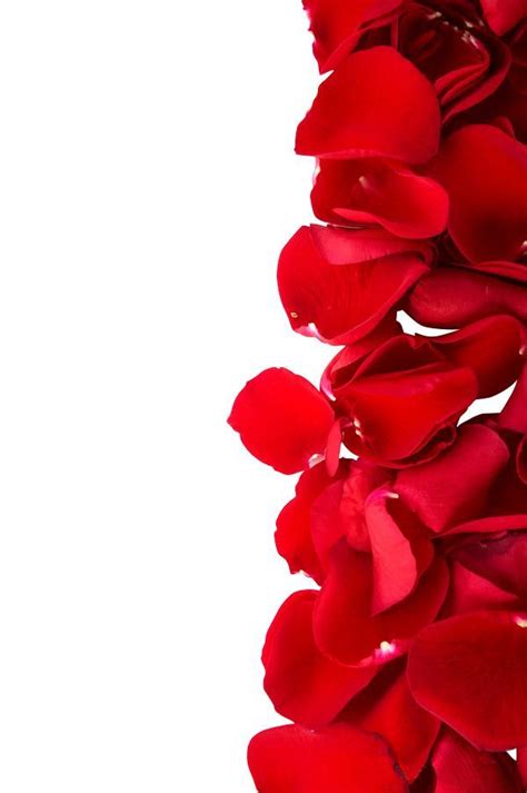 Red Rose Petals Png Red Rose Petals Wallpaper Nature Flowers