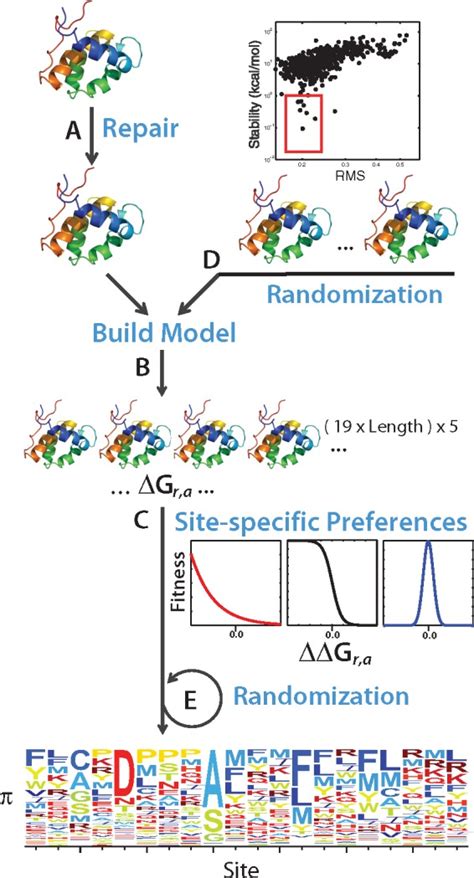 The Site Specific Amino Acid Preferences Of Homologous Proteins Depend