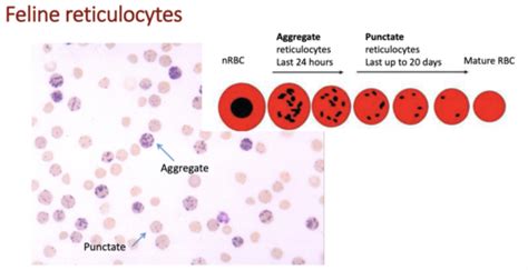 Haematology Haemogram And Rbc Abnormalities Flashcards Quizlet