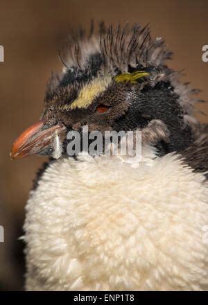 Close Up Of Juvenile Southern Rockhopper Penguin Eudyptes Chrysocome