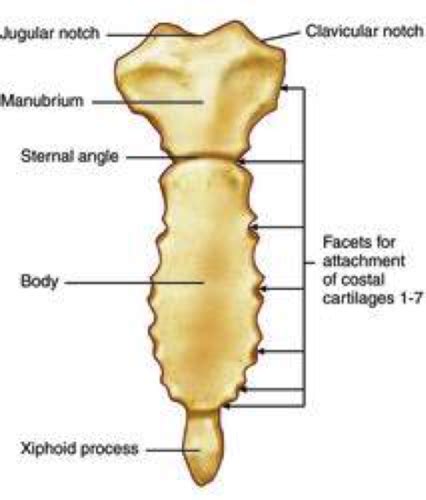 Applied Anatomy Shoulder Flashcards Quizlet