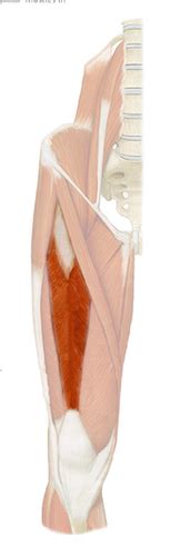 Knee Muscles Diagrams Flashcards Quizlet