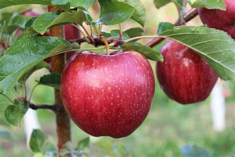 apple varieties baughers