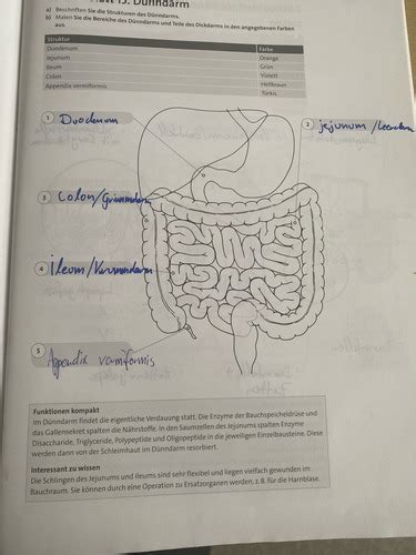 Anatomie S D Nndarm Karteikarten Quizlet