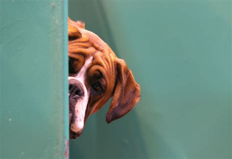 tips  improve  pets dental health