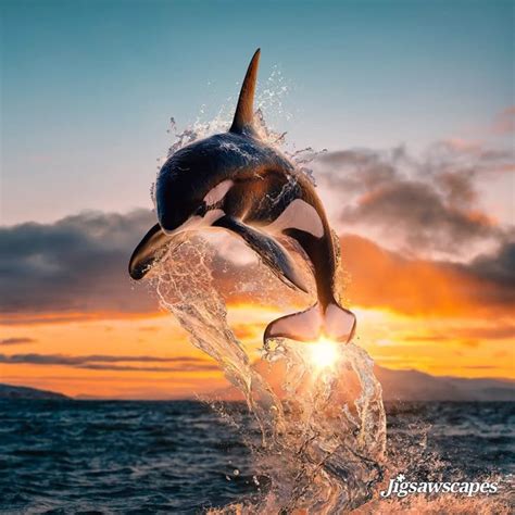 Pin By Joshua Boucher On Dolphins Killer Whales Dolphins Orca