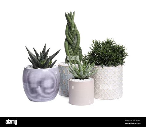 Different house plants Cut Out Stock Images & Pictures - Alamy 