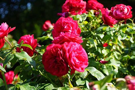 red rose varieties  grow  home