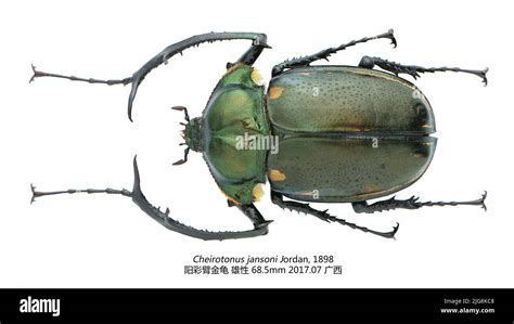 Long armed Cut Out Stock Images & Pictures - Alamy