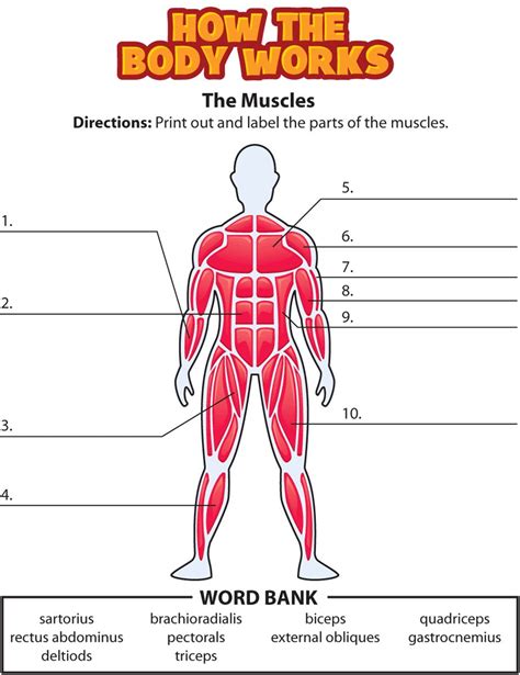 Blank Muscle Anatomy Worksheets