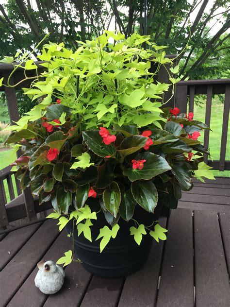 Patio Flower Pots For Your Outdoor Space