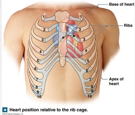 Cardiovascular System 1 1 Flashcards Quizlet