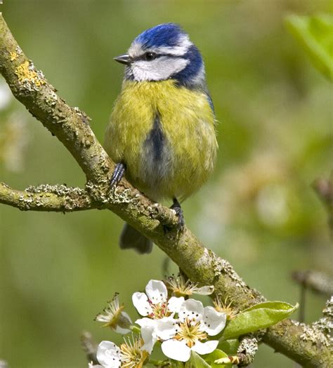 Wed Th April Events Rye Harbour In East Sussex