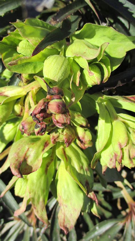 C est le printemps Les hortensias de la Véro