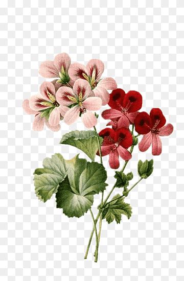 Vintage Pink Color Flower Png Images PNGWing