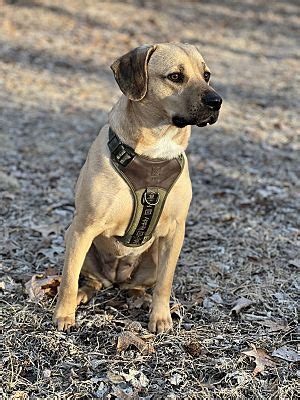 Des Moines IA Black Mouth Cur Labrador Retriever Meet Luna A Pet