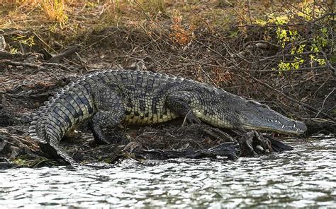 Lions Hunt Crocodile A Thrilling Encounter On The Busanga Plains