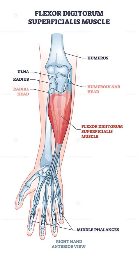 Flexor Digitorum Superficialis Muscle And Human Arm Bones Outline