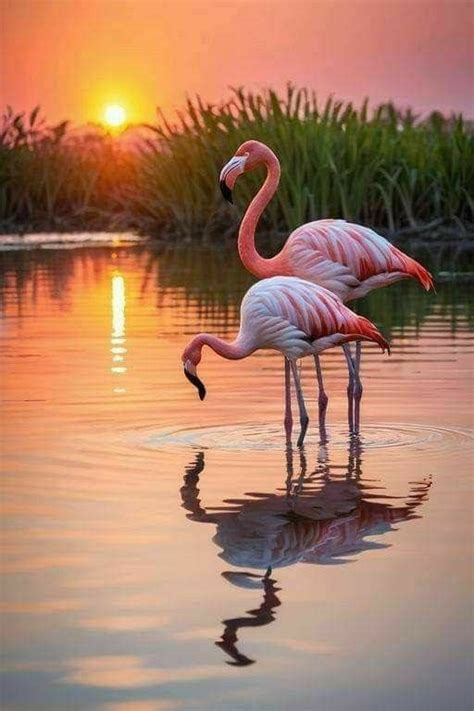 Pin By Lisa Brothers On Cute Flamingo Pictures Flamingo Painting