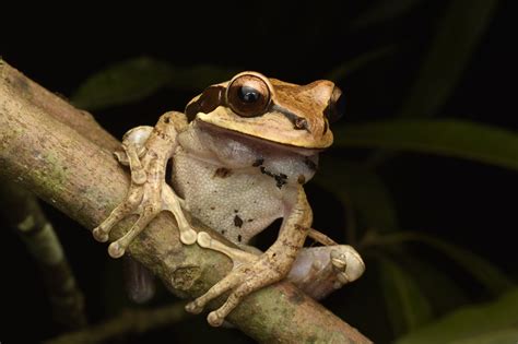 frogs loud  night  institute  environmental research