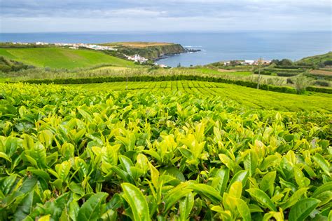 Portugal cette île cache des plantations uniques de thé