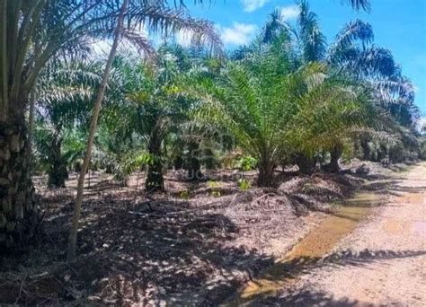 Agricultural Land For Sale 7 9 Acre S Inanam Sabah Mudah My