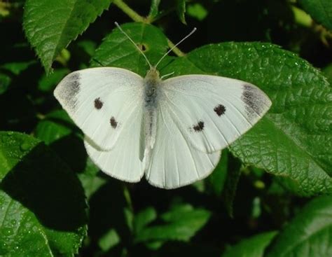 Top 25 Butterflies In IL Flashcards Quizlet