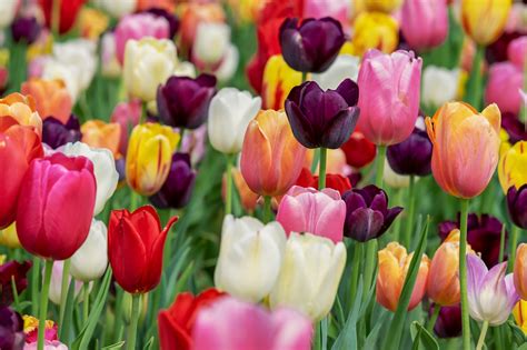 Free Tulips In A Field Tulip Images Pixabay