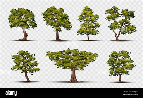 Autumn park large green Stock Vector Images - Alamy 