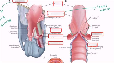 Interior Larynx Diagram Quizlet