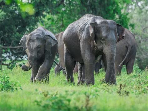 wildlife safaris  sri lanka  complete guide  trails  ceylon