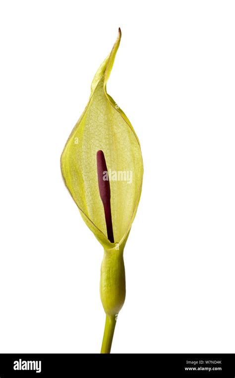 National park plants Cut Out Stock Images & Pictures - Alamy