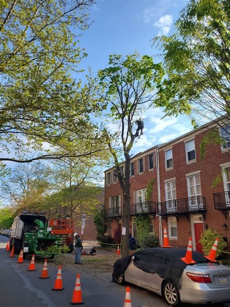 Top Reasons To Hire A Certified Arborist In Philadelphia Liberty