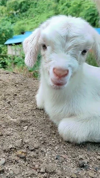 ☺️🥰 #cute #love - YouTube