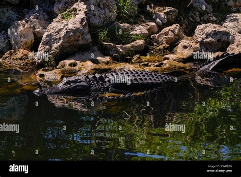 American Alligator Alligator Mississippiensis During Florida State