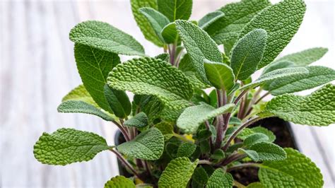 Step6 onlyfan always the pro, Ryleigh grabbed the