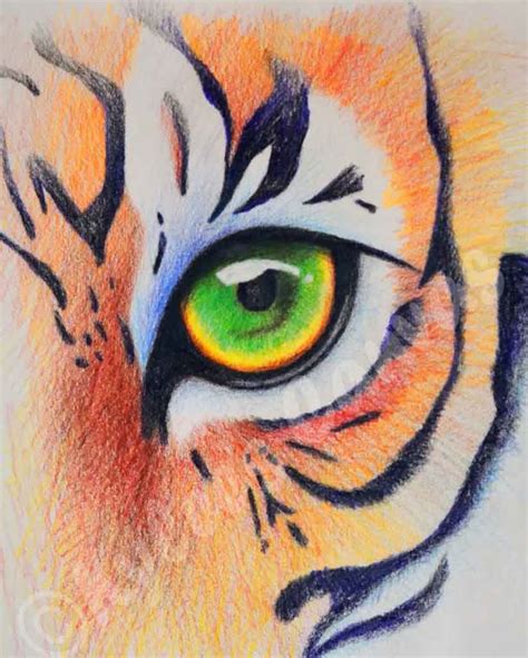 Tiger Eye Colored Pencil On Paper Tiger Artwork Colorful Drawings